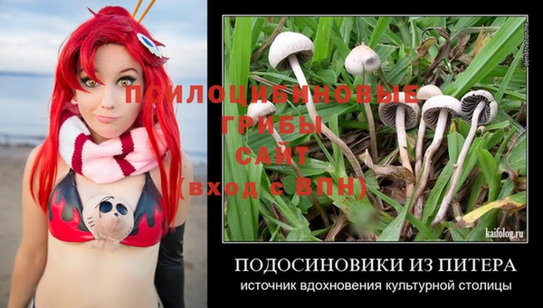 ПСИЛОЦИБИНОВЫЕ ГРИБЫ Вязники