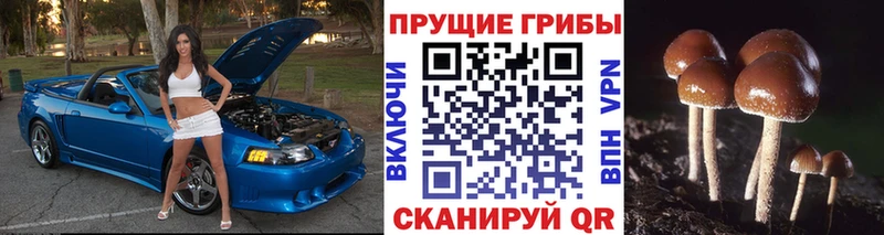 Купить где  Омск  Галлюциногенные грибы Magic Shrooms 